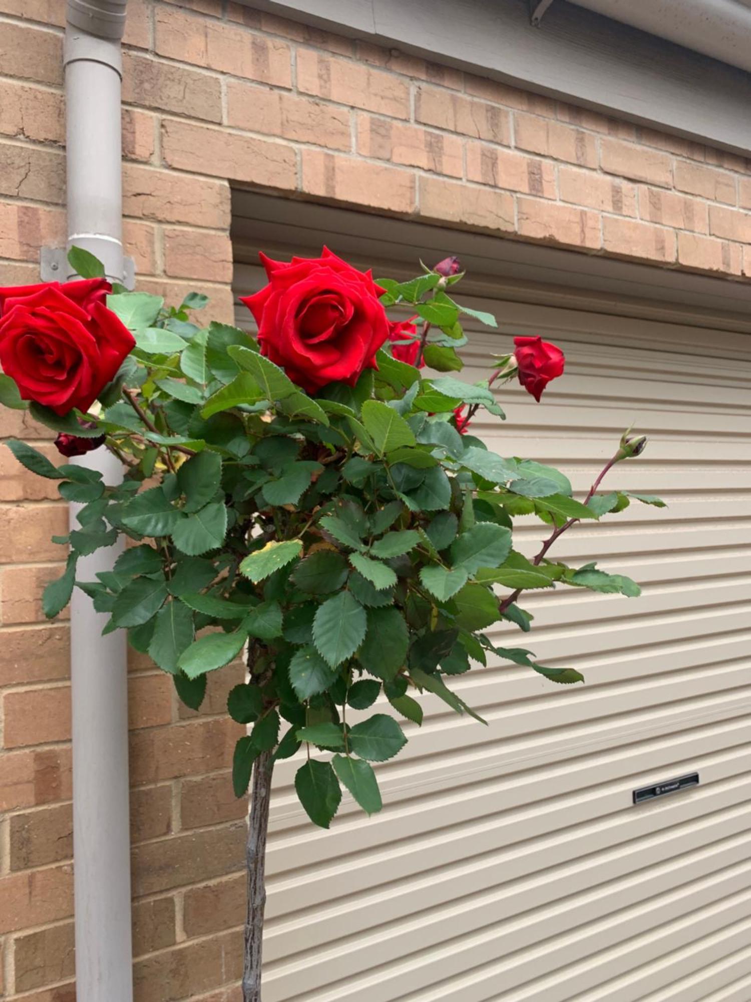Adelaide Style Accommodation-Close To City-North Adelaide-3 Bdrm- Free Parking Экстерьер фото