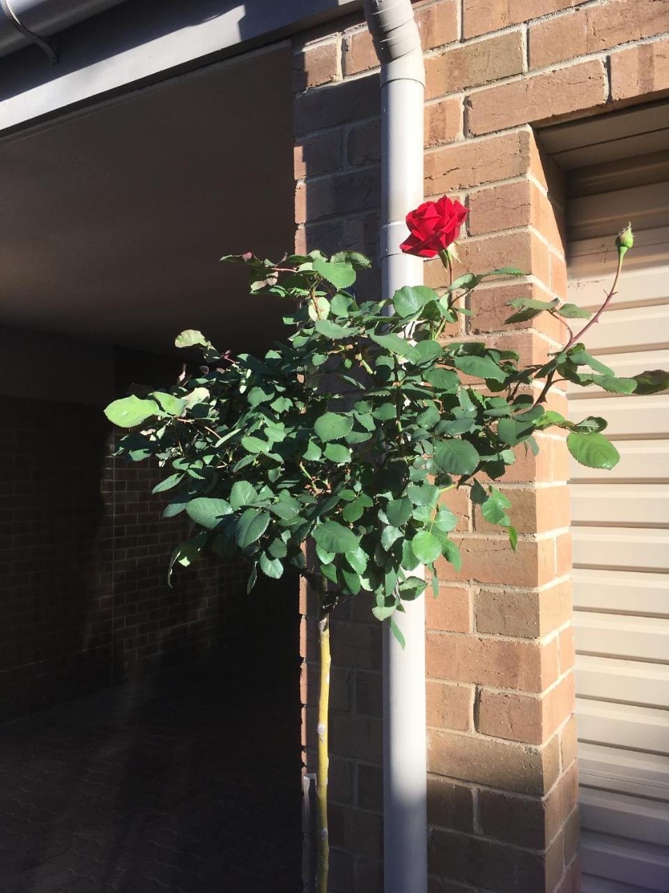 Adelaide Style Accommodation-Close To City-North Adelaide-3 Bdrm- Free Parking Экстерьер фото
